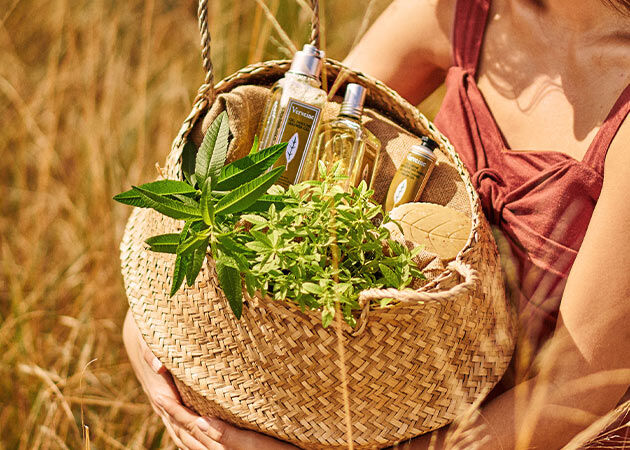 Verbena Ingredient